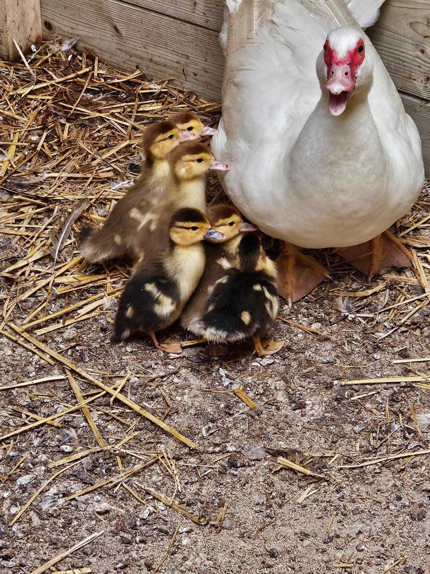 Gite canard Fromelles Exterior foto