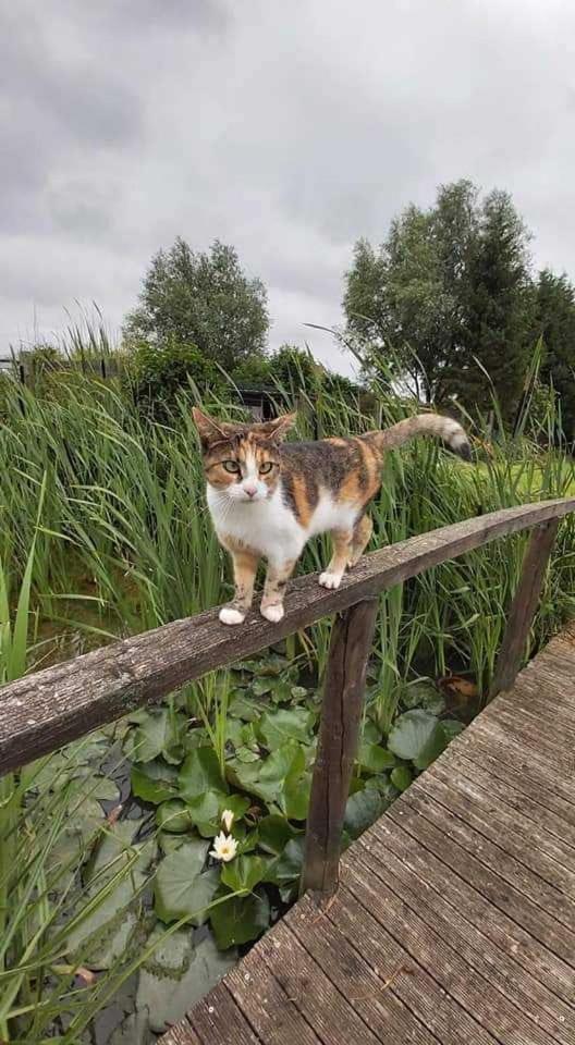 Gite canard Fromelles Exterior foto